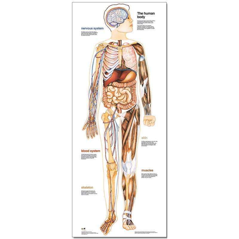 Human Body Poster:Primary Classroom Resources