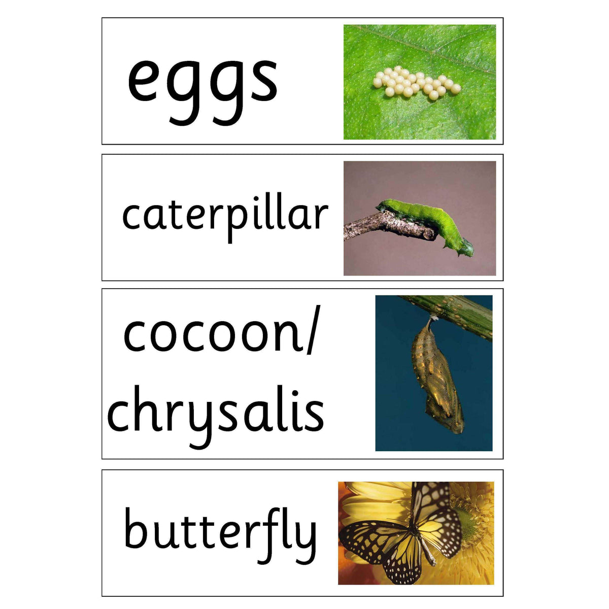 Life Cycle of a Butterfly Display Pack – Primary Classroom Resources