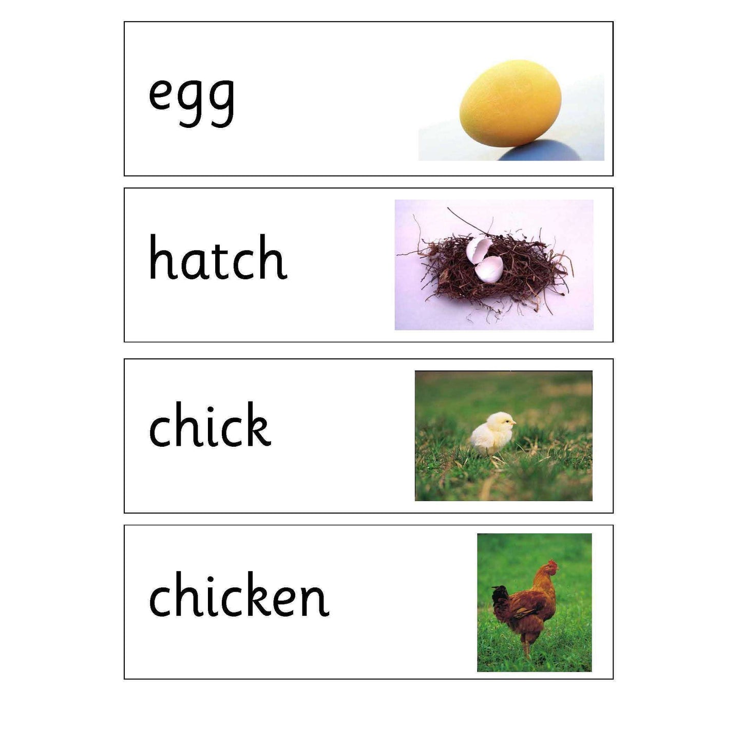 Life Cycle of a Chicken Display Pack:Primary Classroom Resources