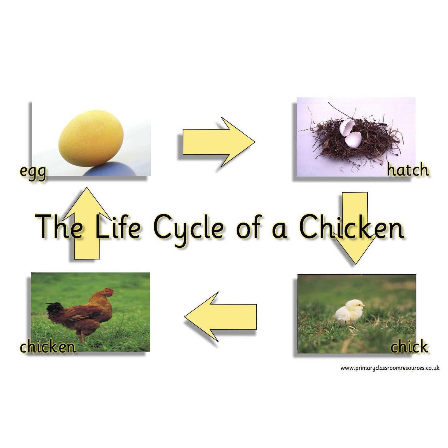 Life Cycle of a Chicken Mat:Primary Classroom Resources