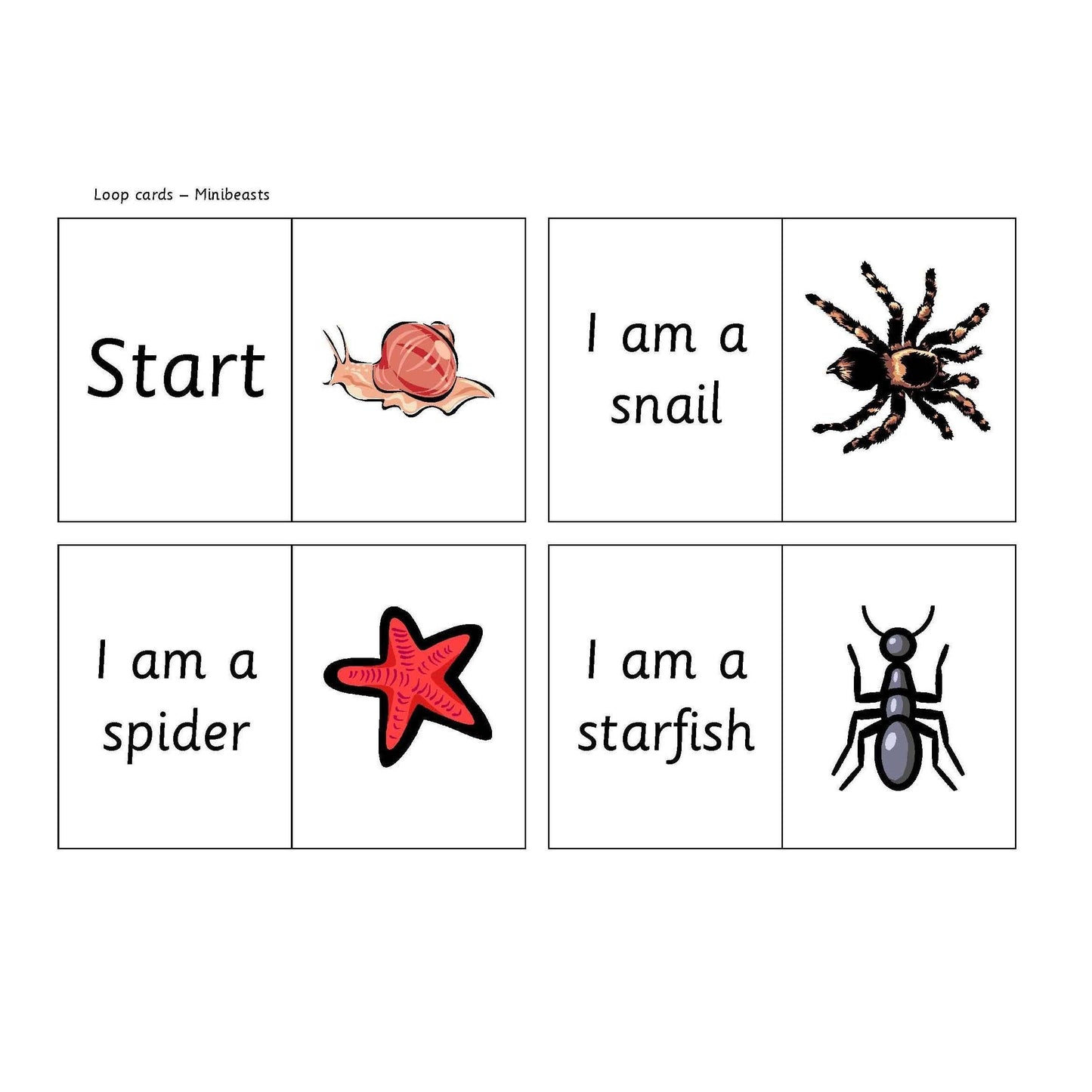 Minibeast Loop Cards:Primary Classroom Resources