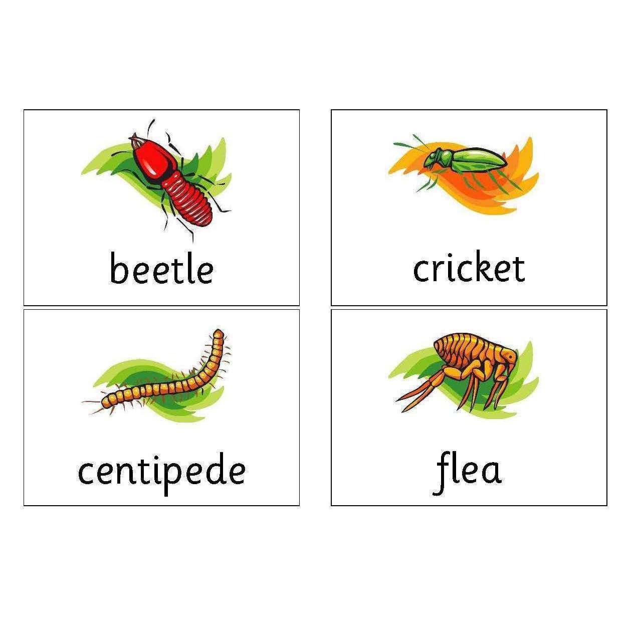 Minibeast Matching Cards – Primary Classroom Resources