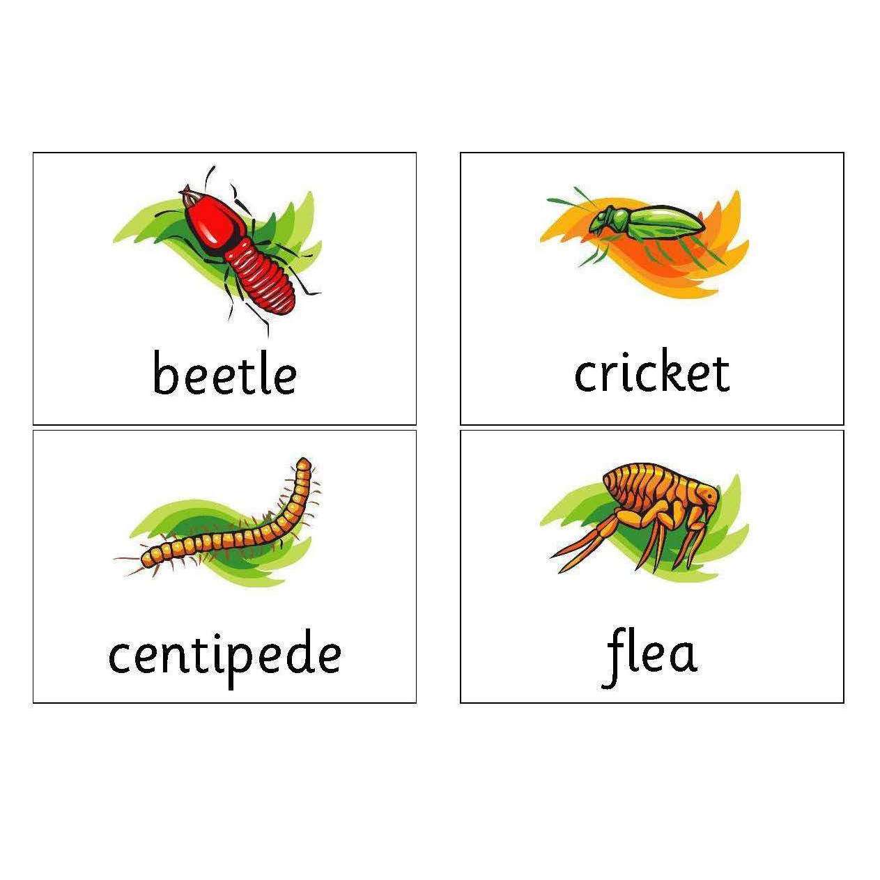 Minibeast Matching Cards:Primary Classroom Resources