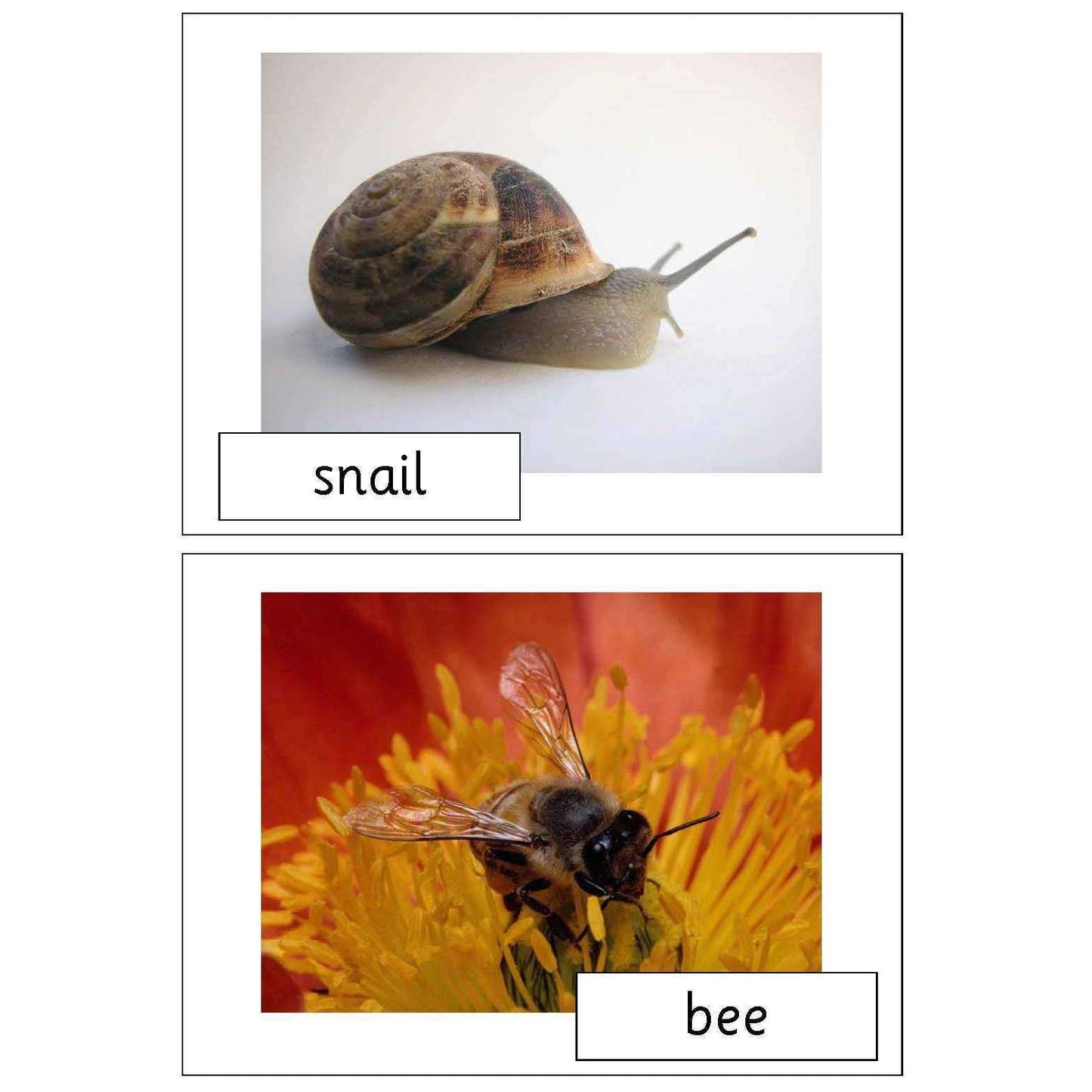 Minibeast Photo Pack:Primary Classroom Resources