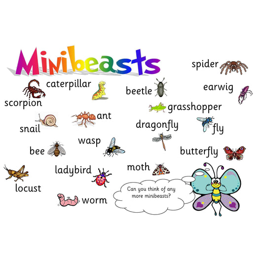 Minibeasts Vocabulary Mat:Primary Classroom Resources