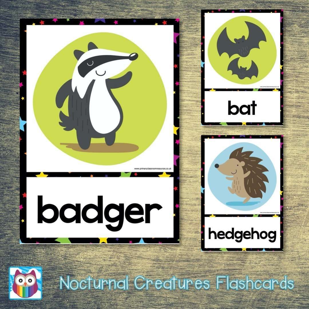 Nocturnal Creatures Large Flashcards:Primary Classroom Resources