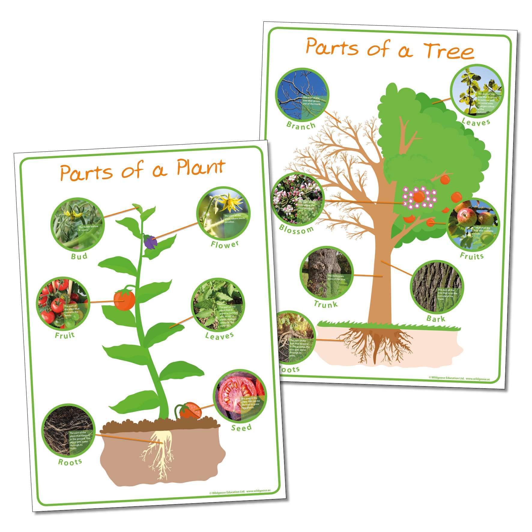 Parts of a Plant & Parts of a Tree poster Set:Primary Classroom Resources