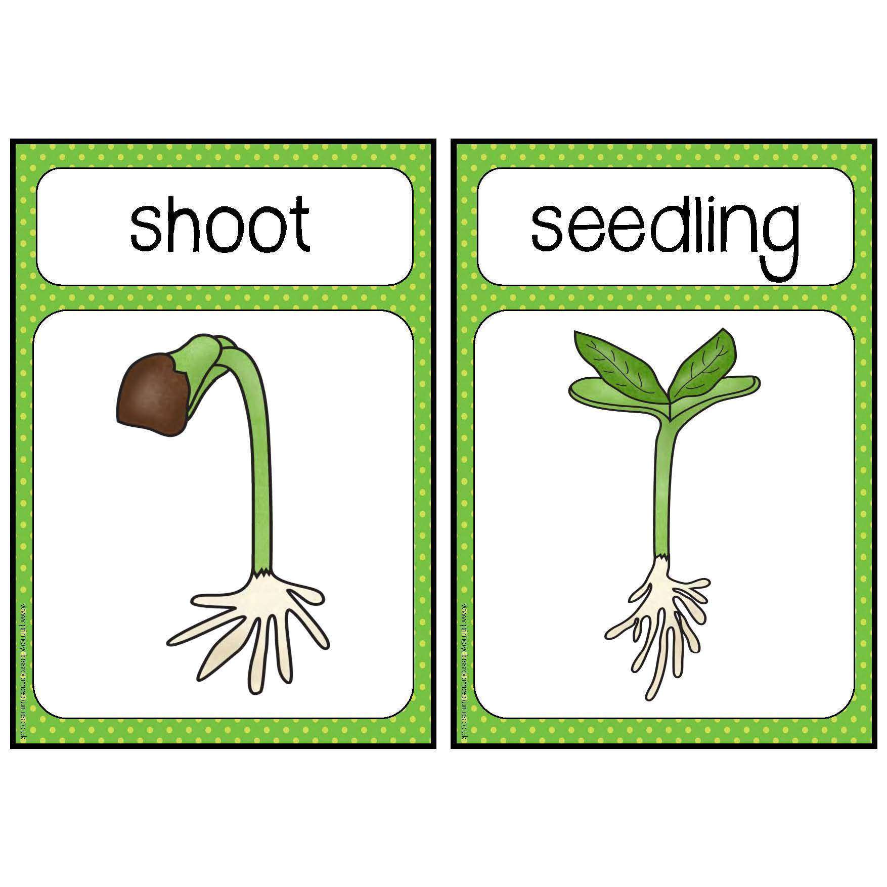 Plant Life Cycle Stages Cards:Primary Classroom Resources