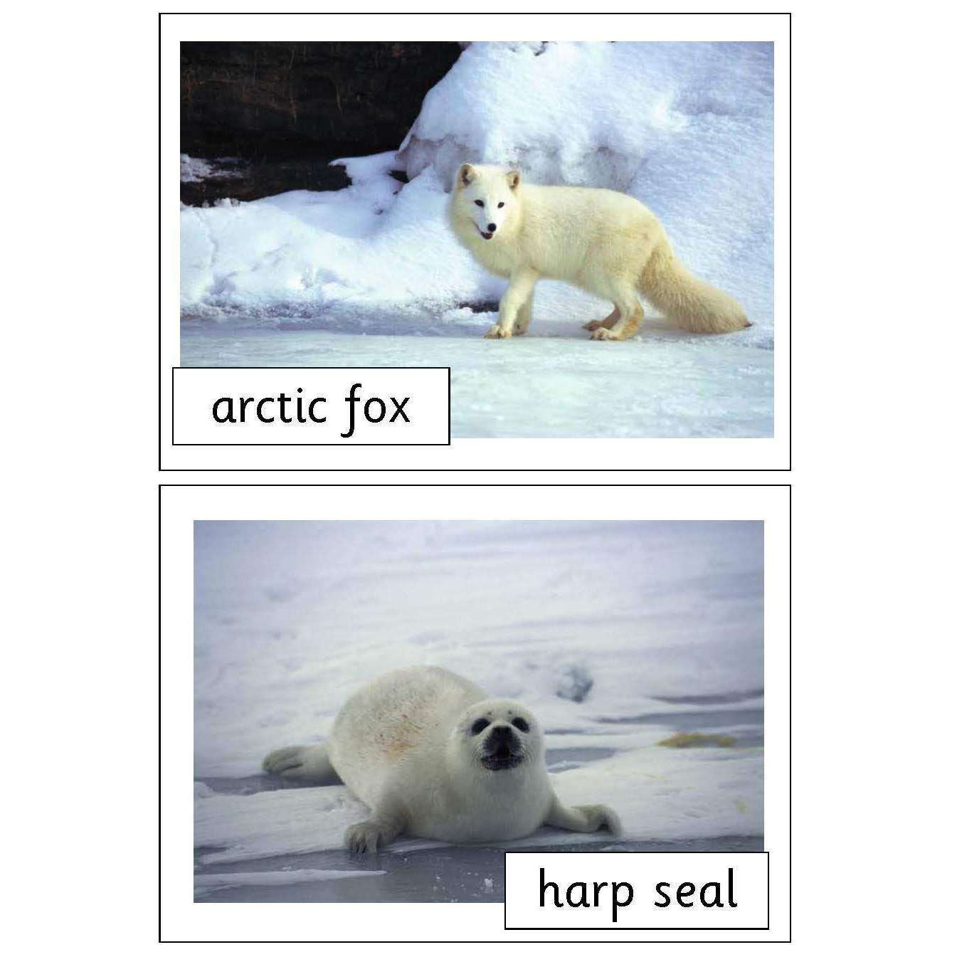 Polar Animals Photo Pack:Primary Classroom Resources