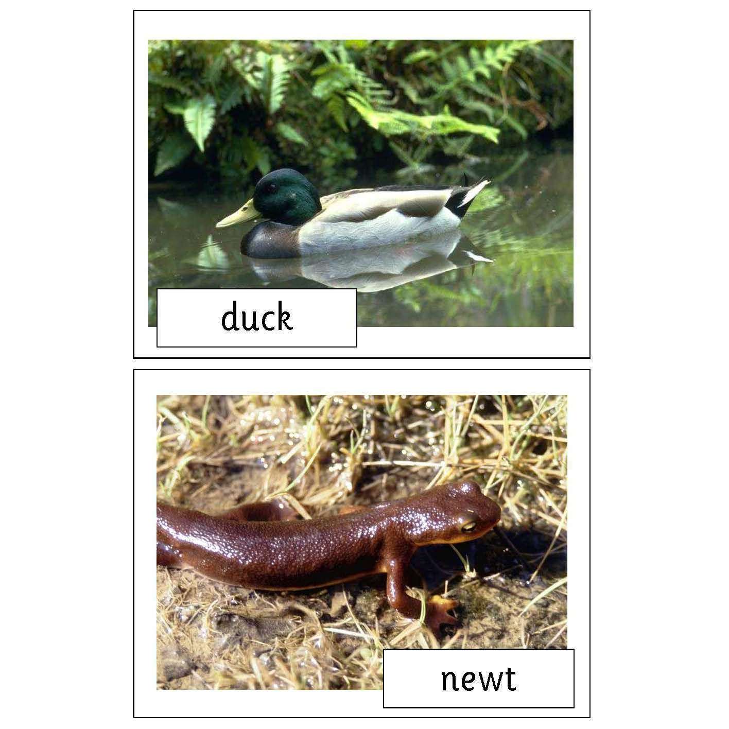 Pond Life Photo Pack:Primary Classroom Resources