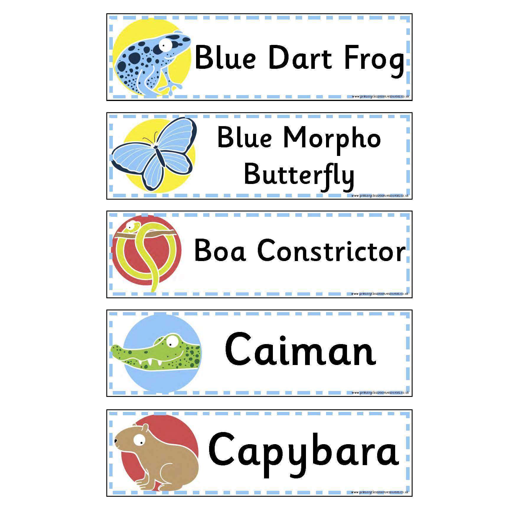 Rainforest Animals Flashcards:Primary Classroom Resources