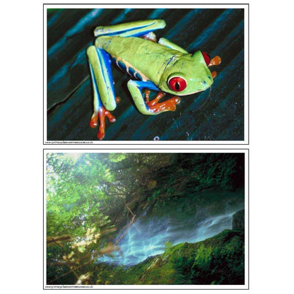 Rainforest Photo Pack:Primary Classroom Resources