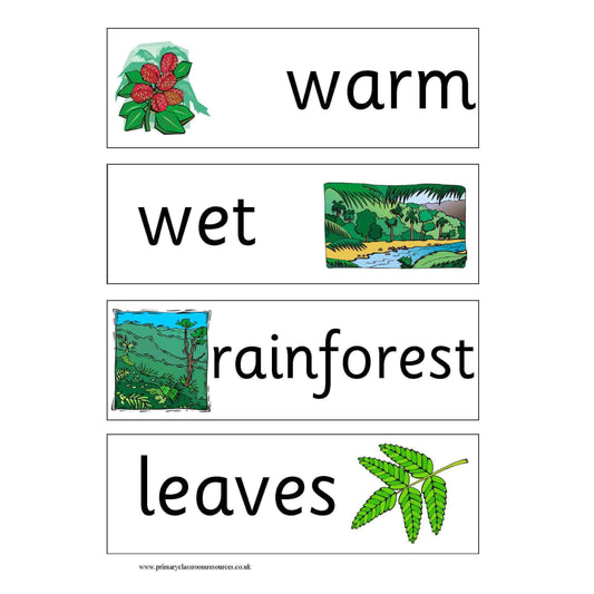 Rainforest Vocabulary Cards:Primary Classroom Resources