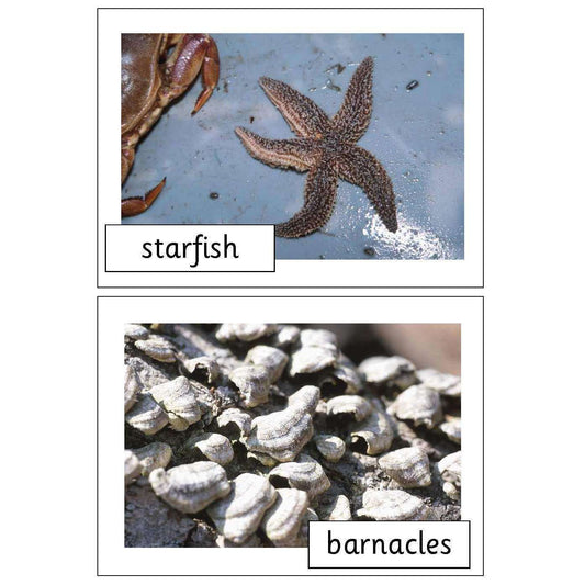 Seashore Life Photo Pack:Primary Classroom Resources