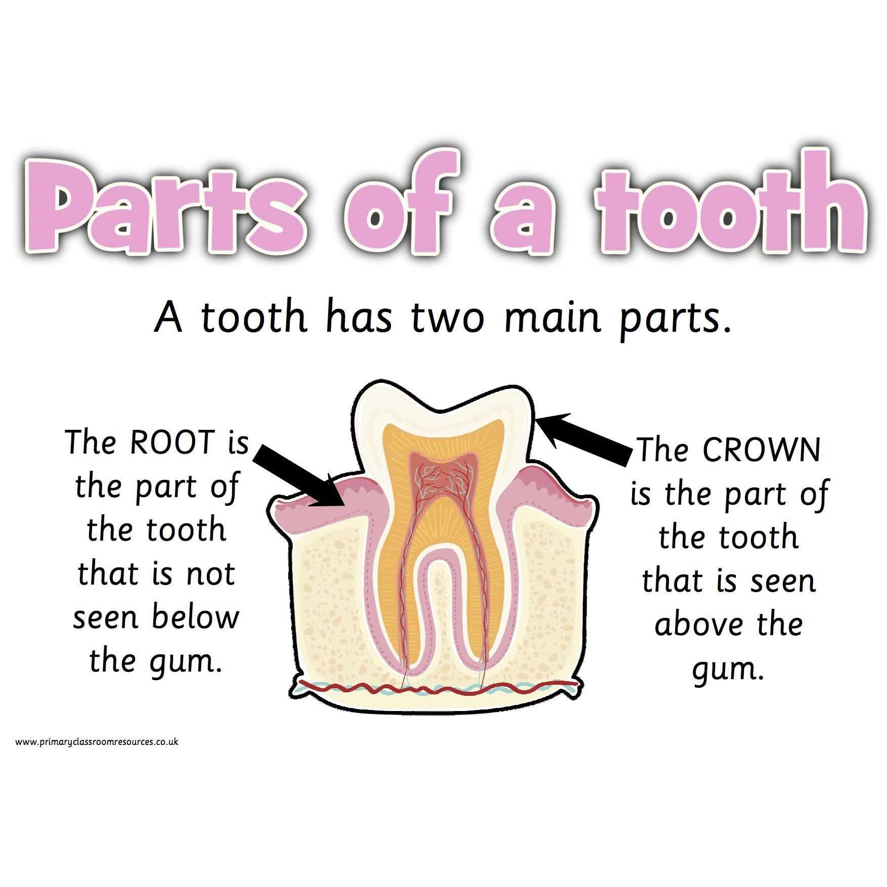 Teeth Information Posters:Primary Classroom Resources