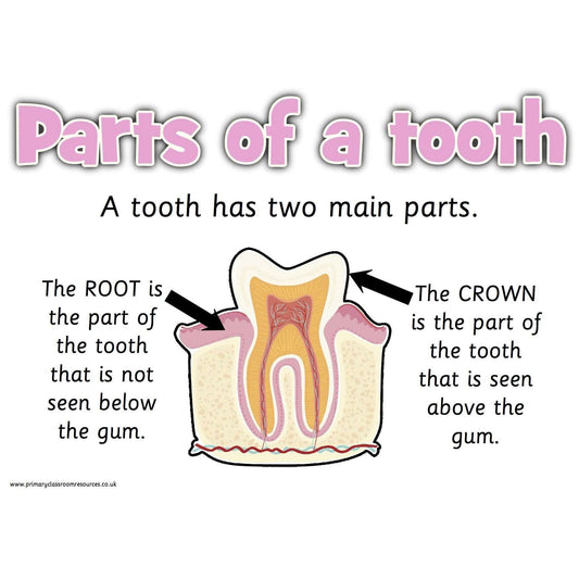 Teeth Information Posters:Primary Classroom Resources