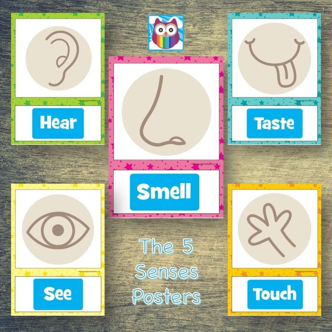The 5 Senses Posters:Primary Classroom Resources