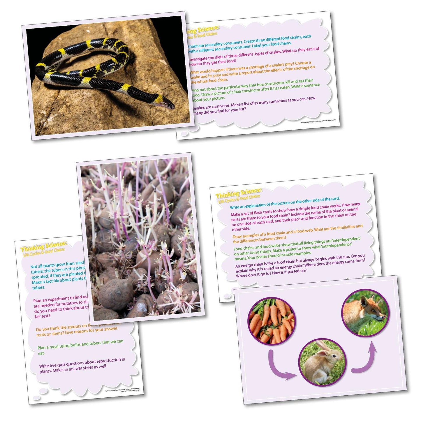 Thinking Science - Life Cycles & Food Chains:Primary Classroom Resources