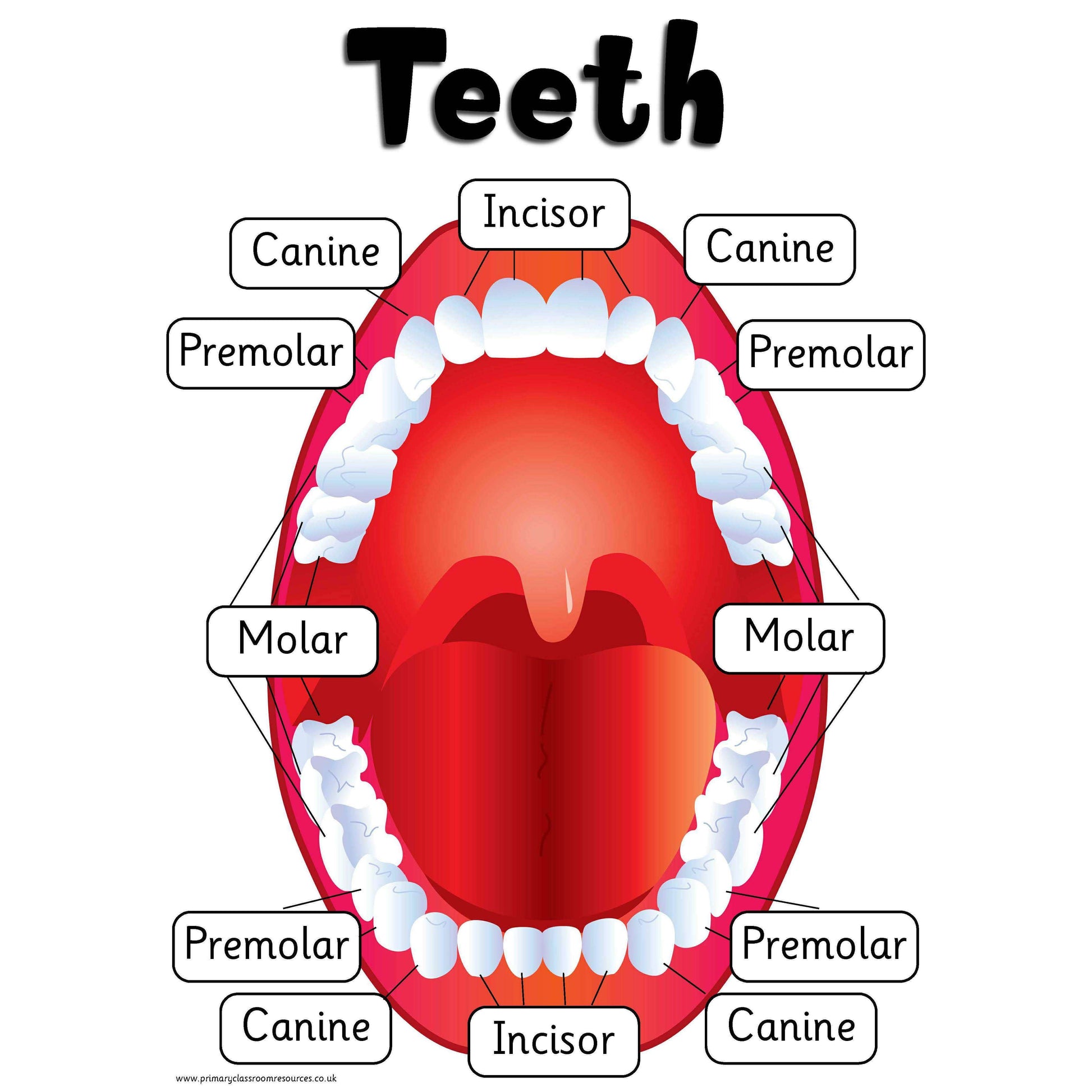 Types of Teeth Poster:Primary Classroom Resources
