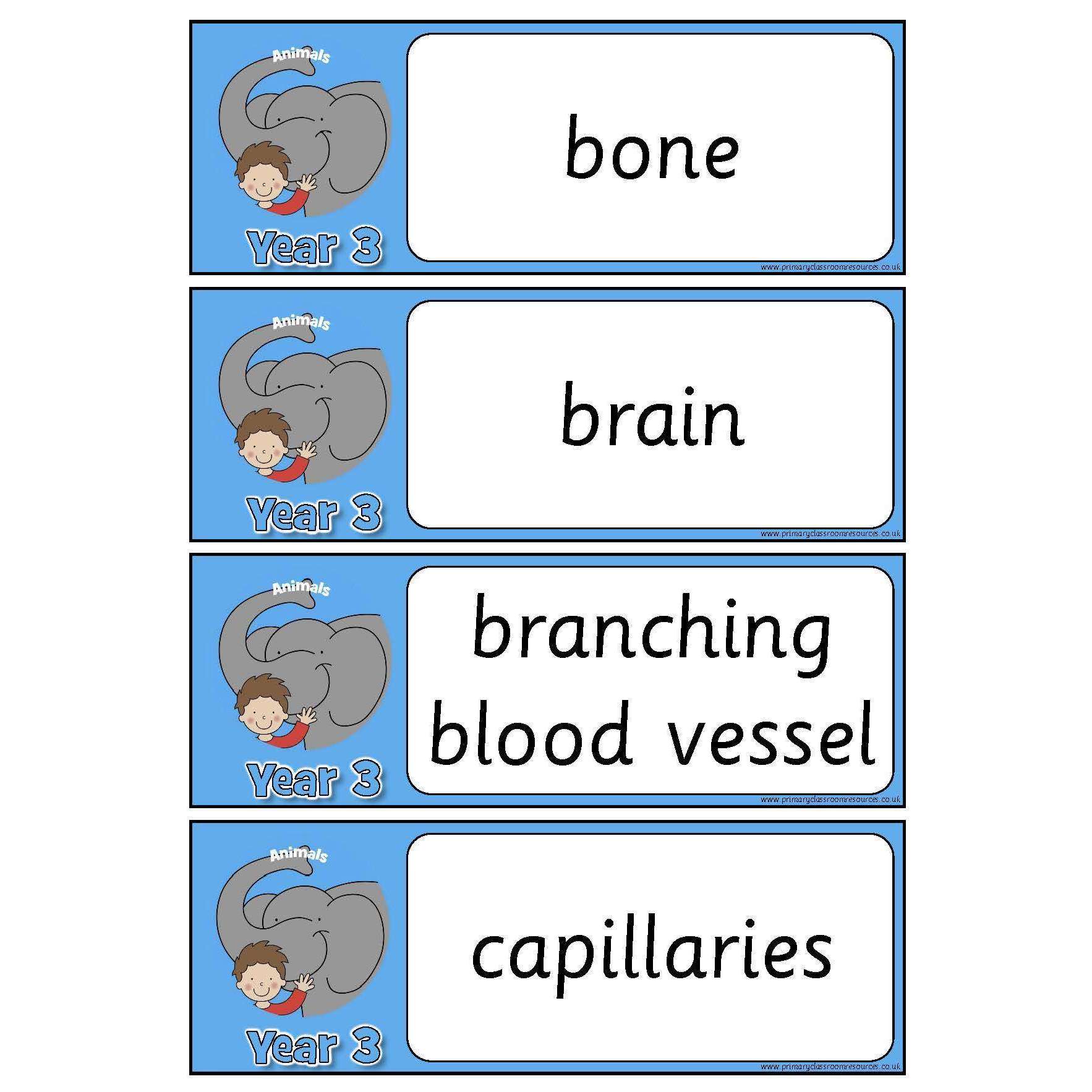 Year 3 Science Vocabulary - Animals including humans:Primary Classroom Resources
